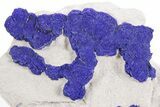 Vibrant Blue Azurite Suns on Siltstone - Australia #361205-1